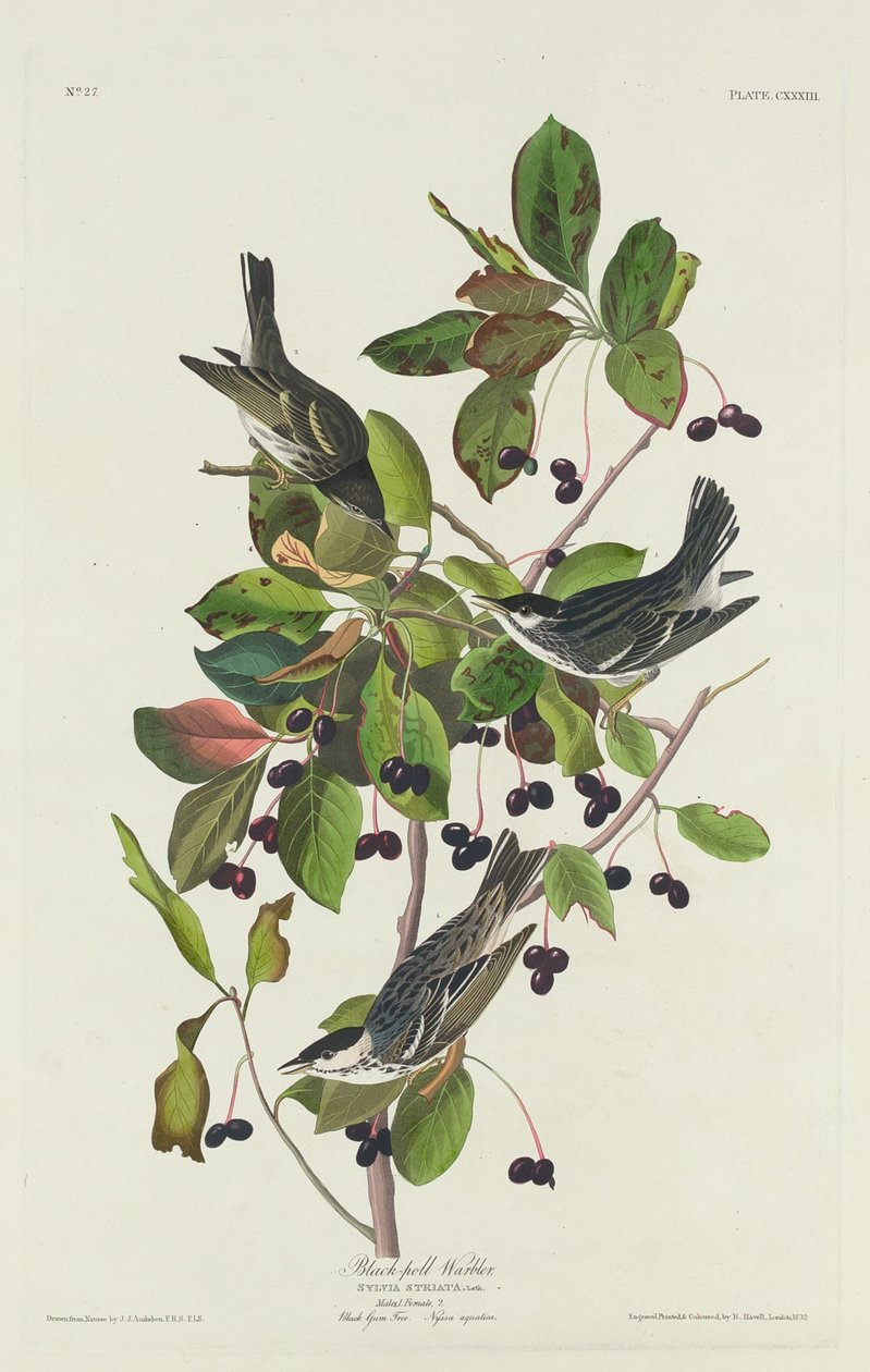 Fekete poszáta, 1832. alkotó: Robert Havell