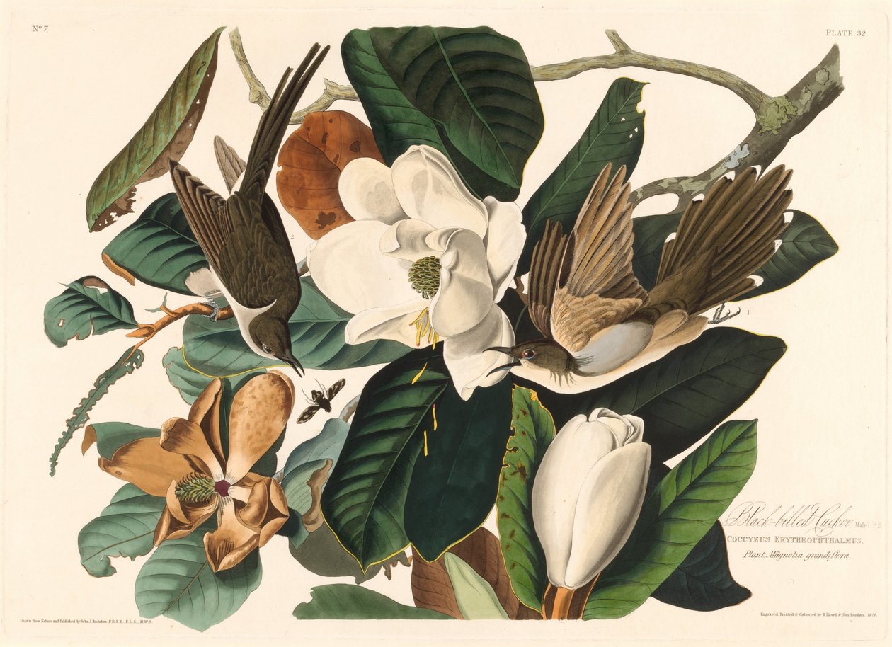 Feketecsőrű kakukk, 1828. alkotó: Robert Havell