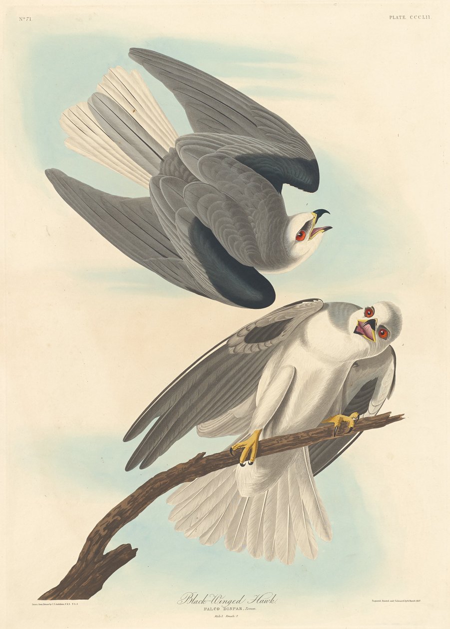 Feketeszárnyú sólyom, 1837. alkotó: Robert Havell