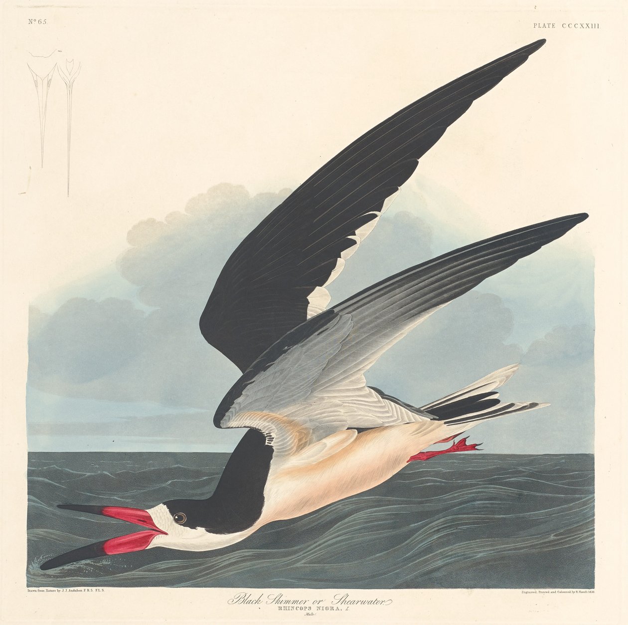Fekete Skimmer, 1836. alkotó: Robert Havell