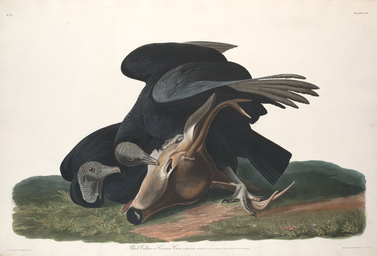 Fekete keselyű, 1831. alkotó: Robert Havell