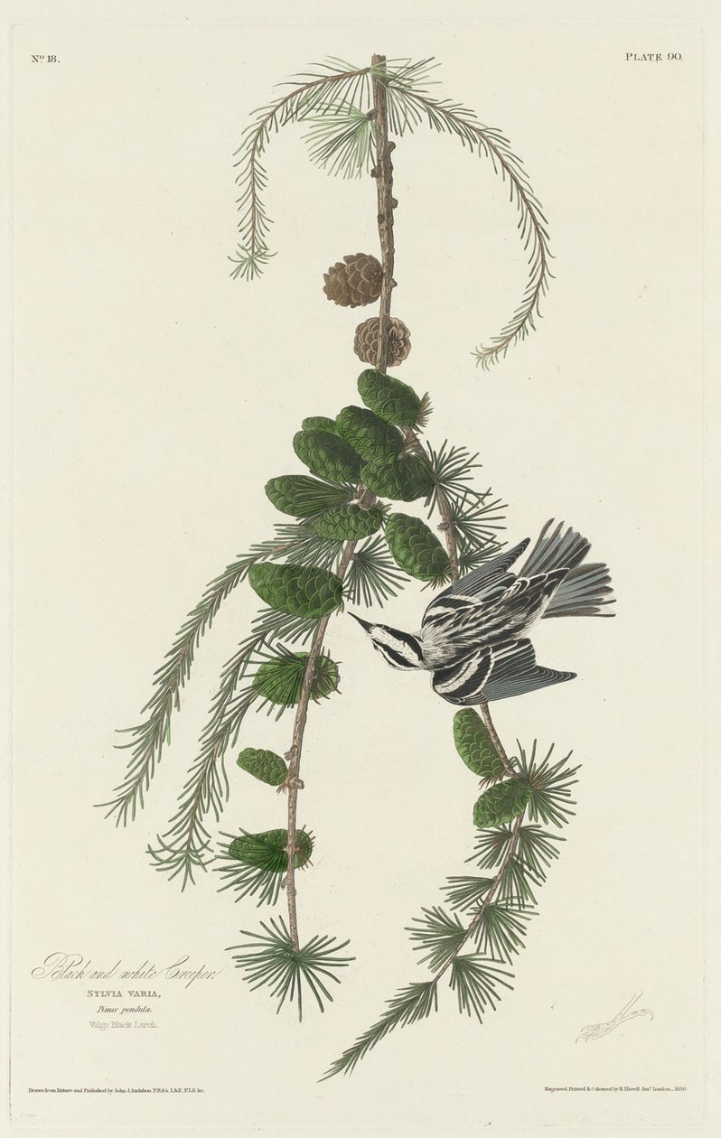 Fekete-fehér kúszónövény, 1830. alkotó: Robert Havell