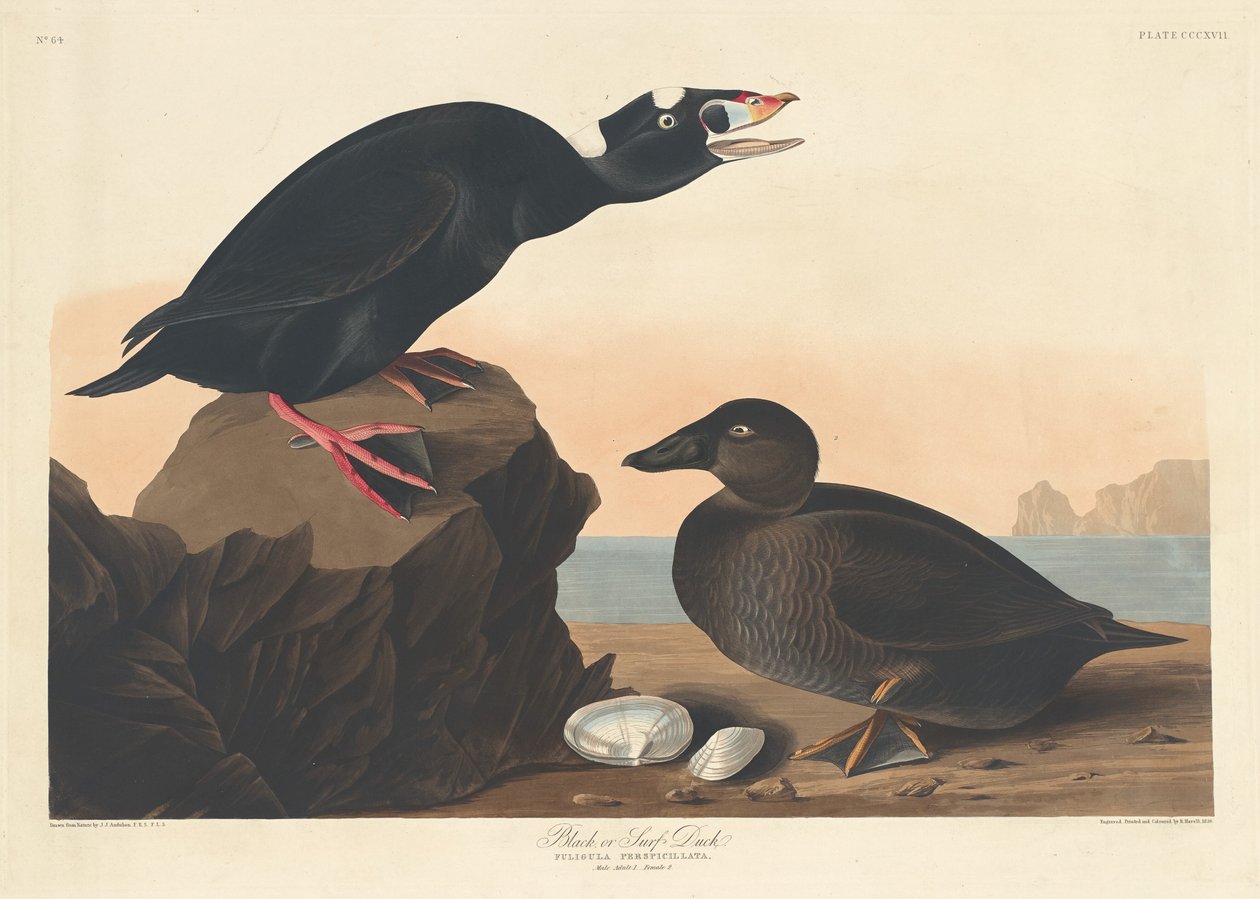 Fekete vagy szörfkacsa, 1836. alkotó: Robert Havell