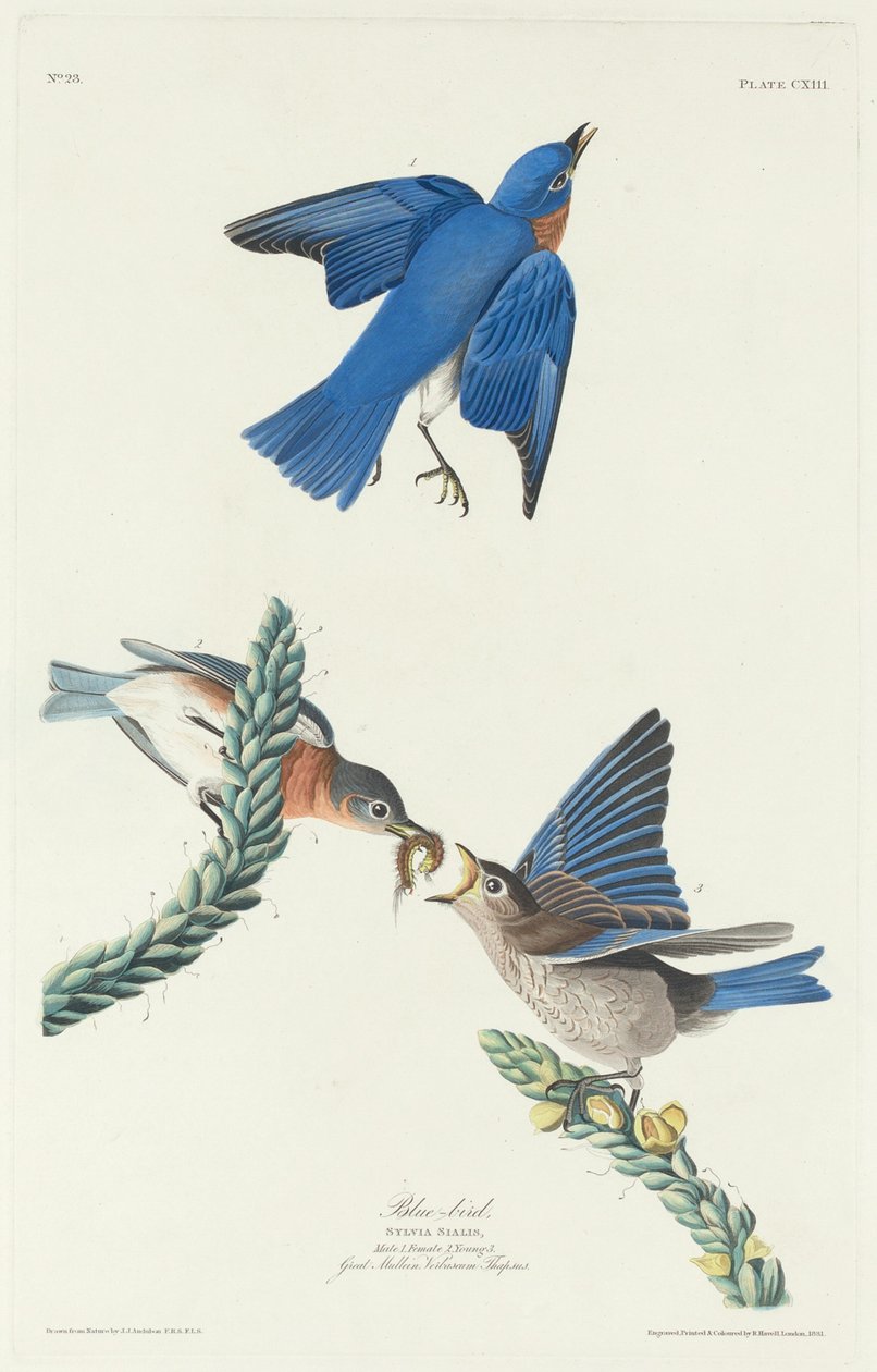 Kékmadár, 1831. alkotó: Robert Havell