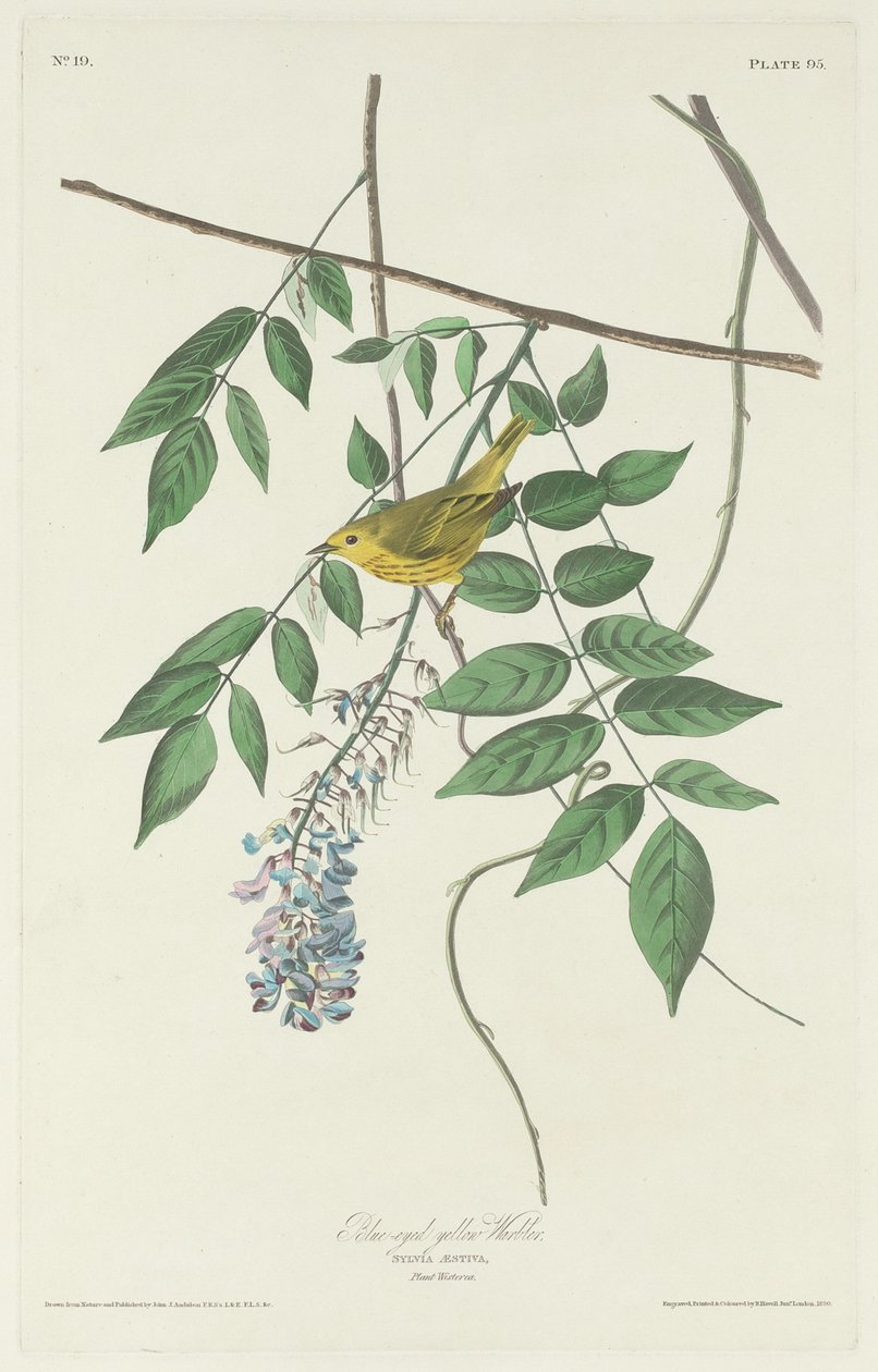 Kék szemű sárgarigó, 1830. alkotó: Robert Havell