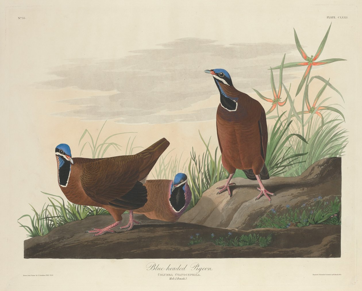 Kékfejű galamb, 1833. alkotó: Robert Havell
