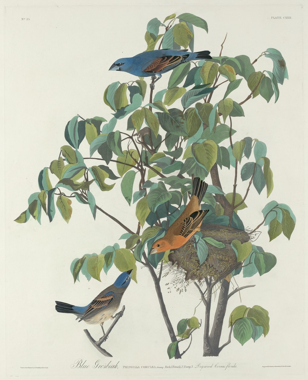 Kék Grosbeak, 1831. alkotó: Robert Havell