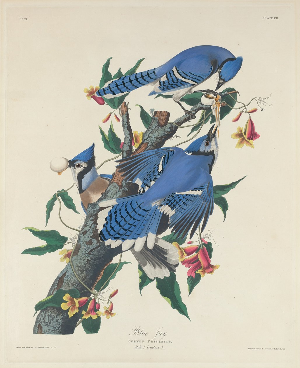 Blue Jay, 1831. alkotó: Robert Havell