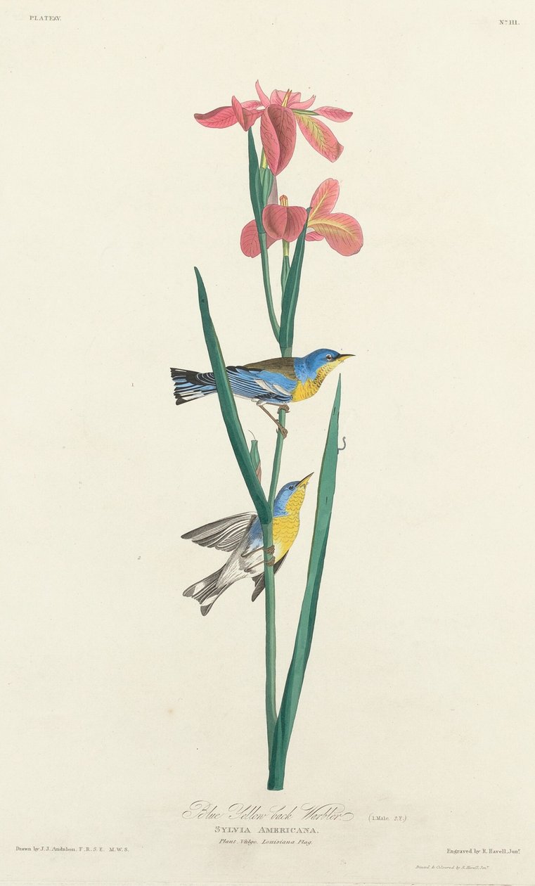 Kék sárga hátú poszcsa, 1827. alkotó: Robert Havell