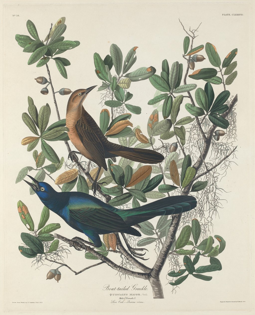 Csónakfarkú Grackle, 1834. alkotó: Robert Havell