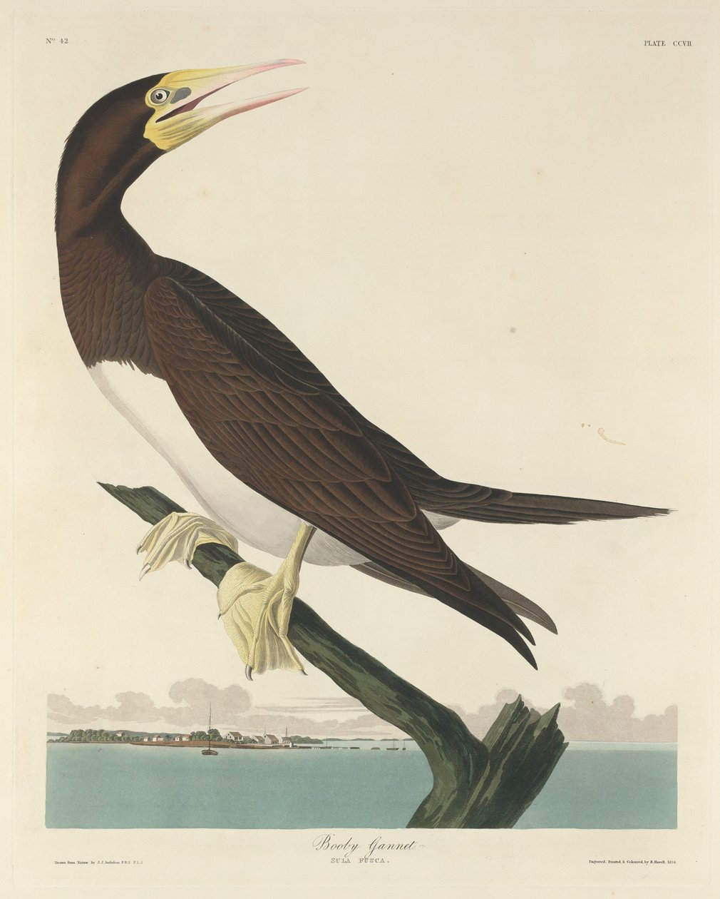 Boby Gannett, 1834. alkotó: Robert Havell