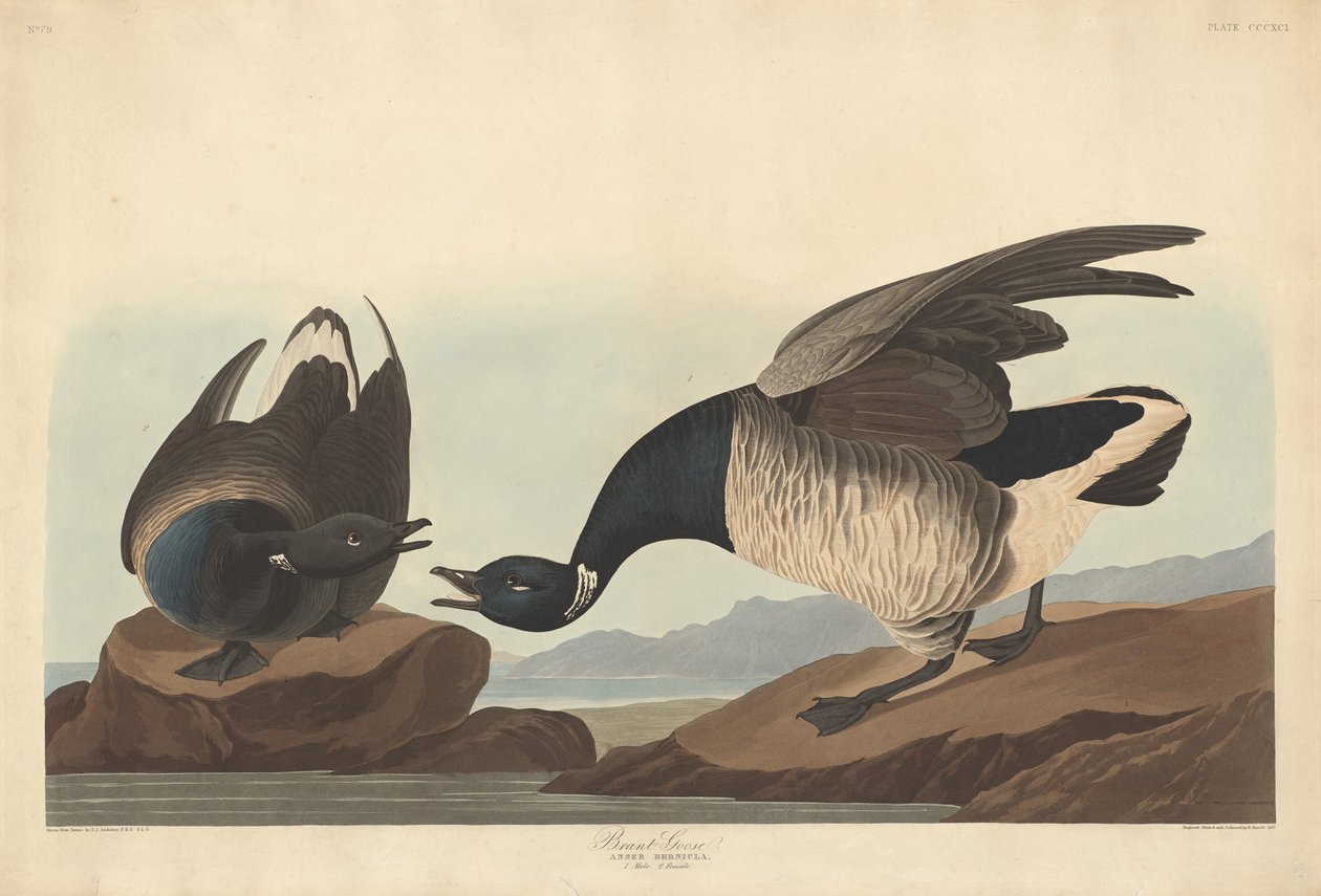 Brant Goose, 1837. alkotó: Robert Havell