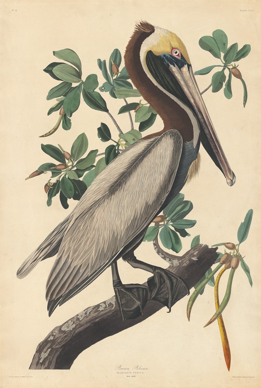 Barna Pelikán, 1835. alkotó: Robert Havell
