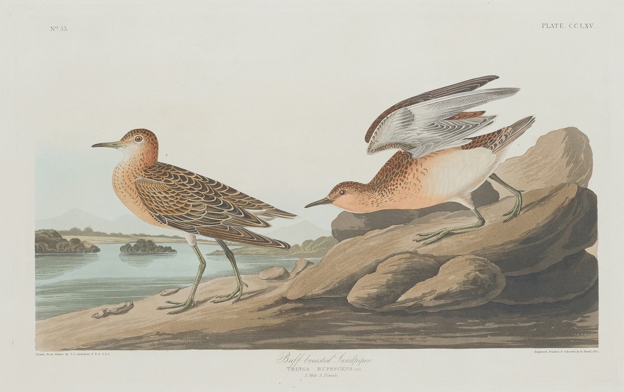 Buff-melled Sandpiper, 1835. alkotó: Robert Havell