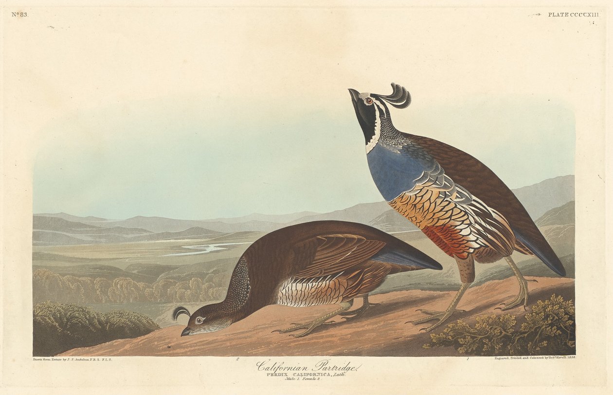 Kaliforniai Partridge, 1838. alkotó: Robert Havell