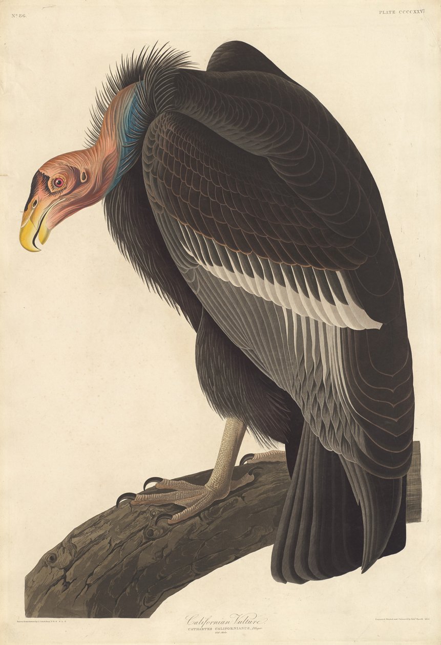 Kaliforniai keselyű, 1838. alkotó: Robert Havell