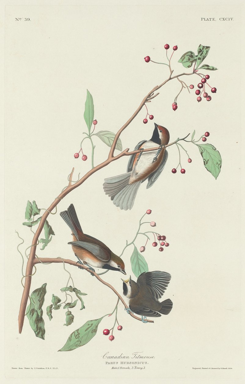 Kanadai cinege, 1834. alkotó: Robert Havell