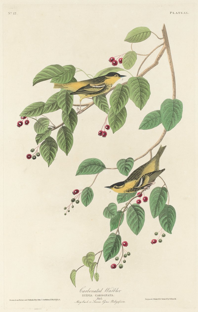 Szénsavas poszáta, 1829. alkotó: Robert Havell