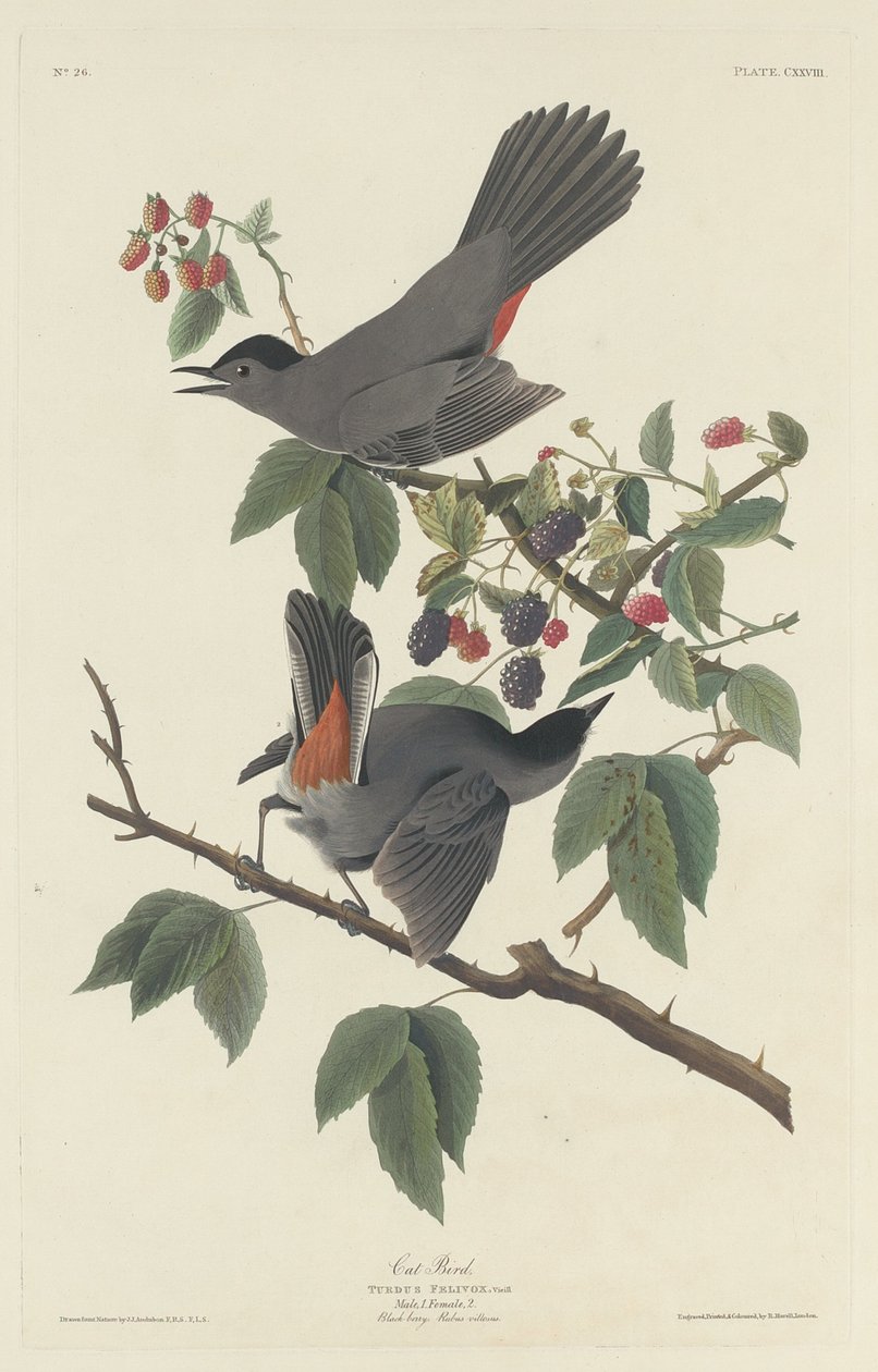 Macskamadár, 1832. alkotó: Robert Havell
