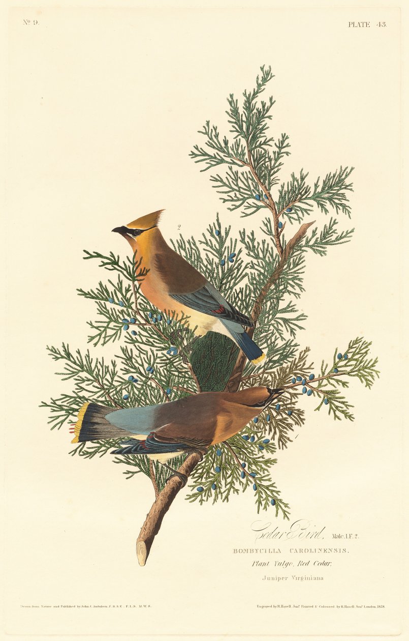 Cédrusmadár, 1828. alkotó: Robert Havell