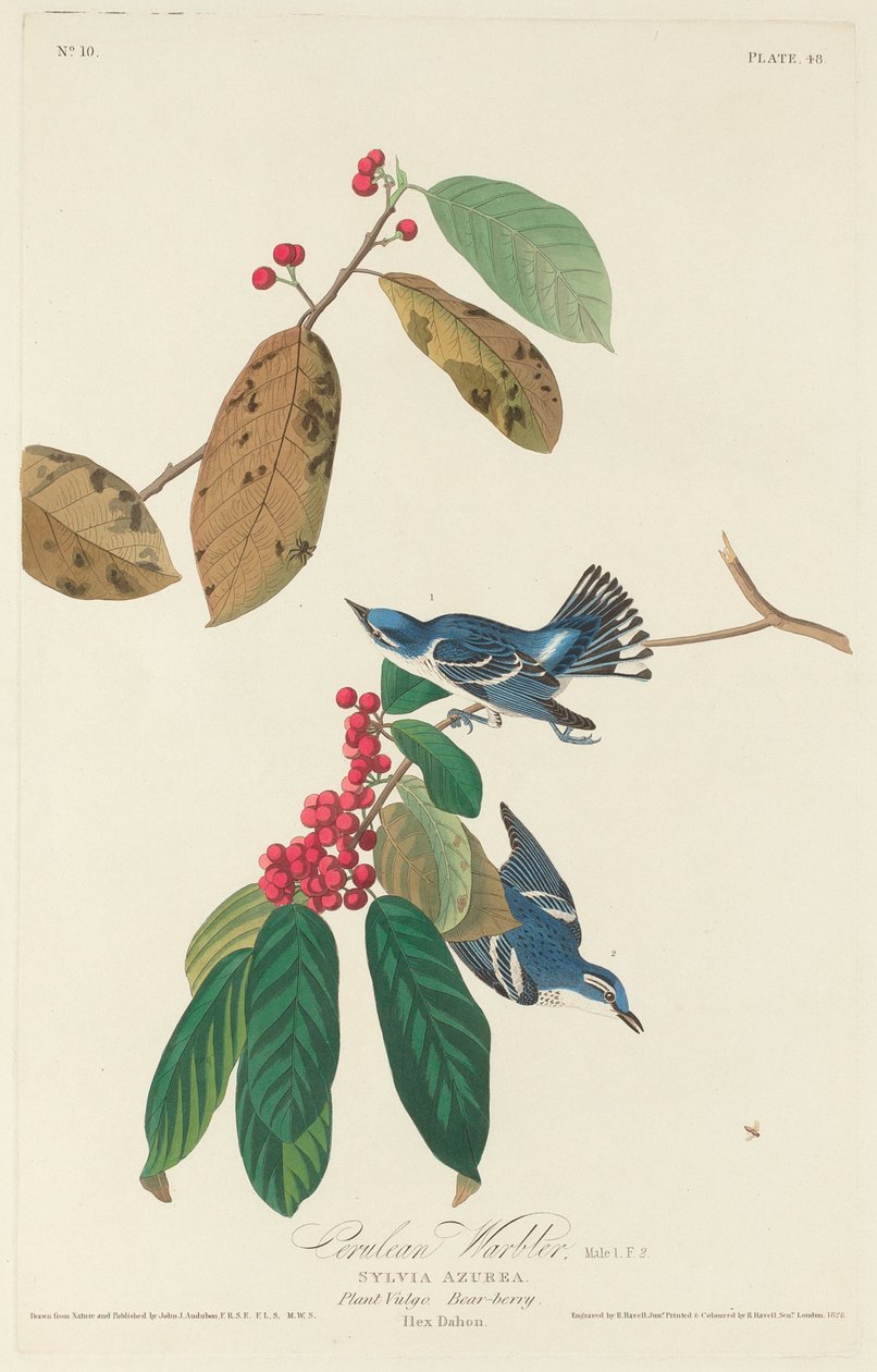 Csíkrózsa, 1828. alkotó: Robert Havell
