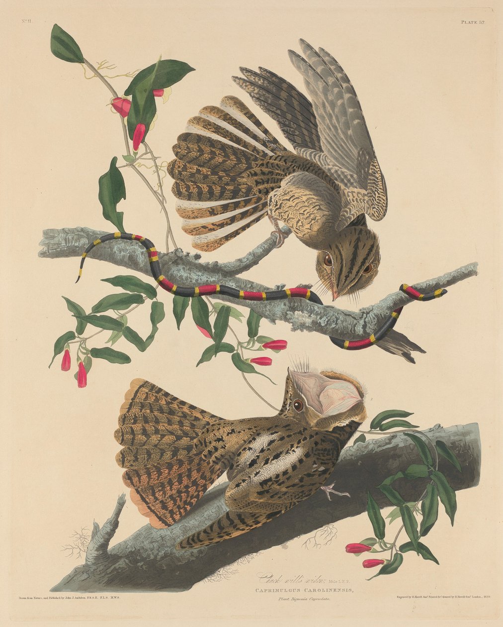 Chuck Will özvegye, 1829. alkotó: Robert Havell