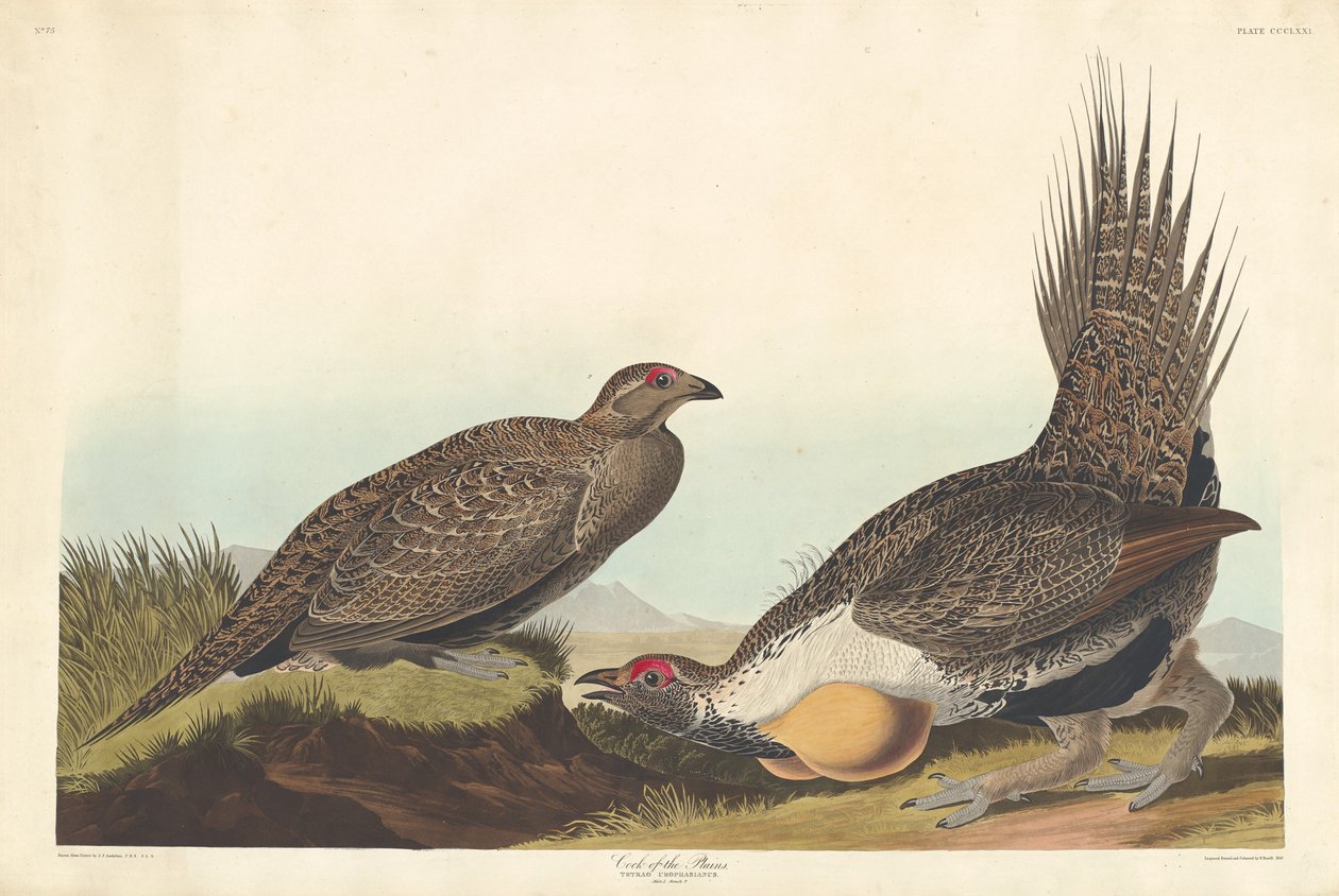 Síkság kakasa, 1837. alkotó: Robert Havell
