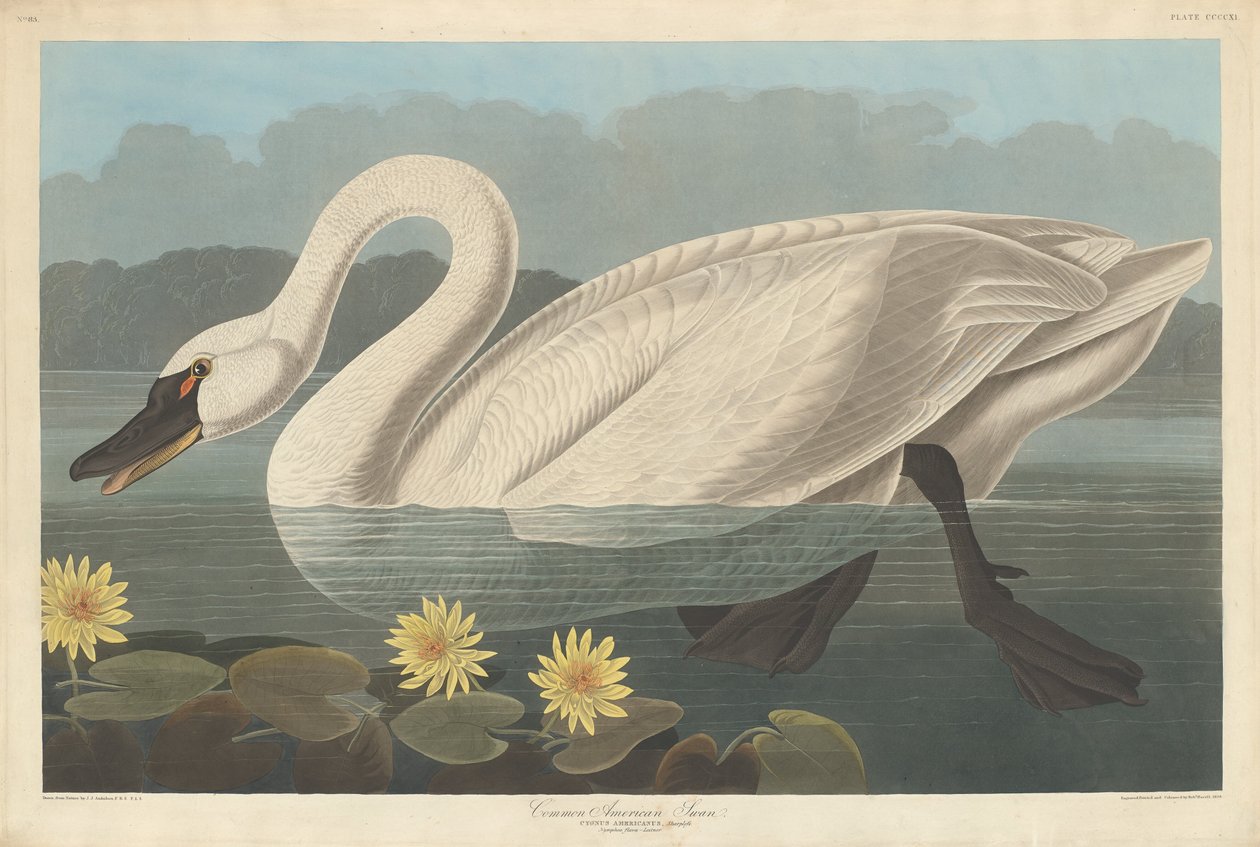 Közönséges amerikai hattyú, 1838. alkotó: Robert Havell