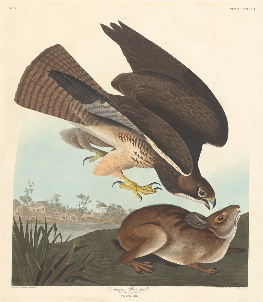 Közönséges ölyv, 1837. alkotó: Robert Havell