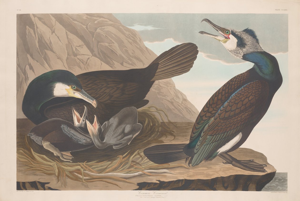 Közönséges kormorán, 1835. alkotó: Robert Havell