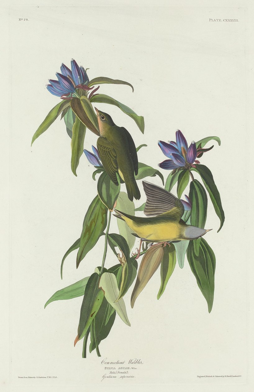 Connecticuti pacsirta, 1832. alkotó: Robert Havell