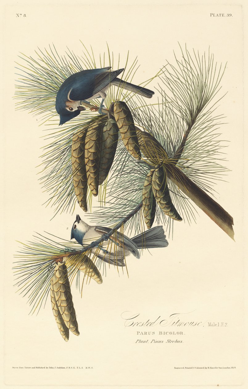 Tarajos cinege, 1828. alkotó: Robert Havell