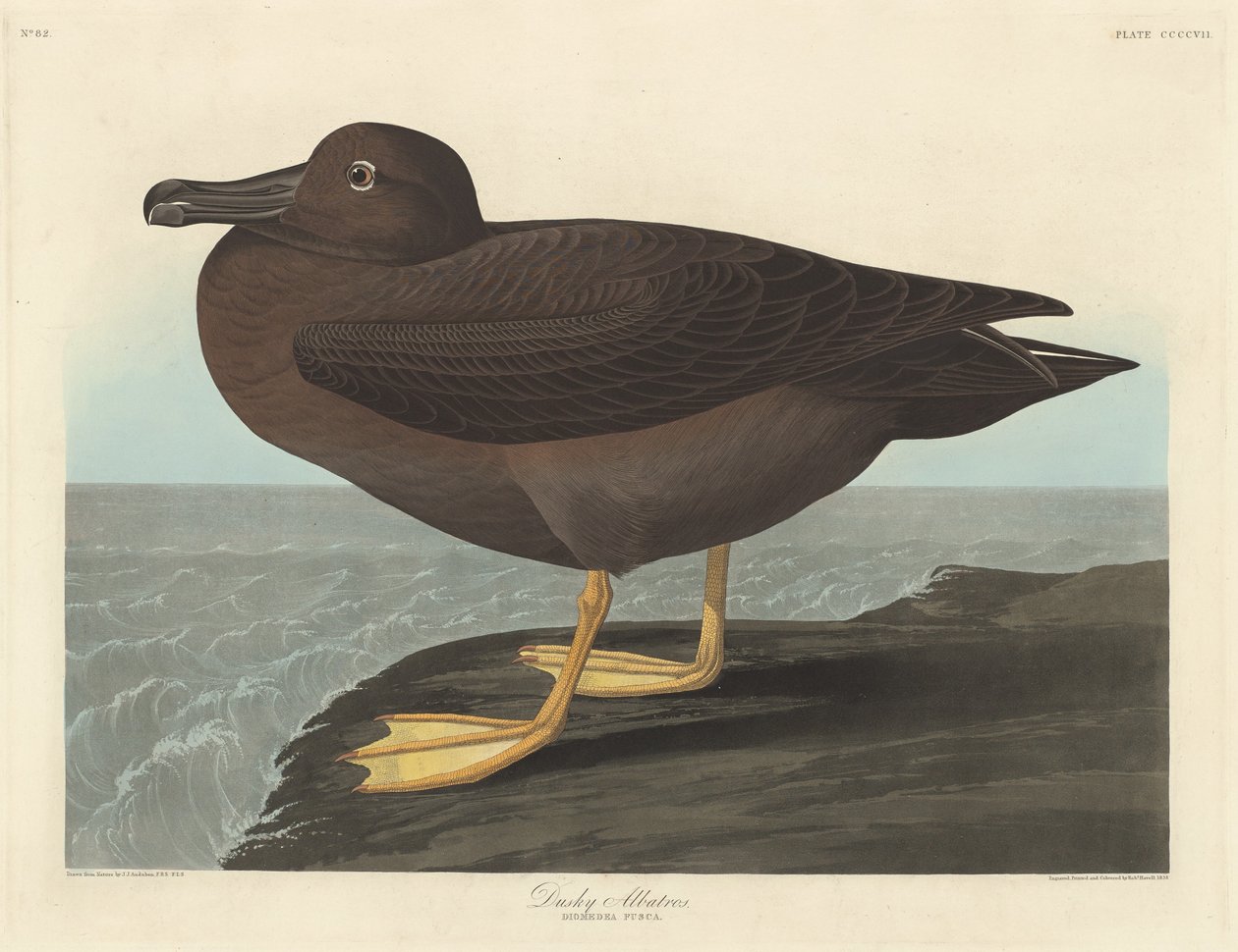 Dusky Albatross, 1838. alkotó: Robert Havell