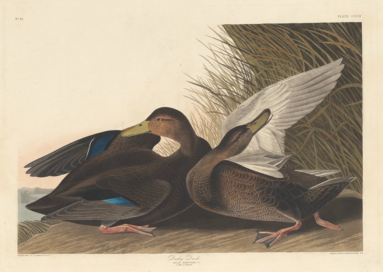 Alkonyatkacsa, 1836. alkotó: Robert Havell