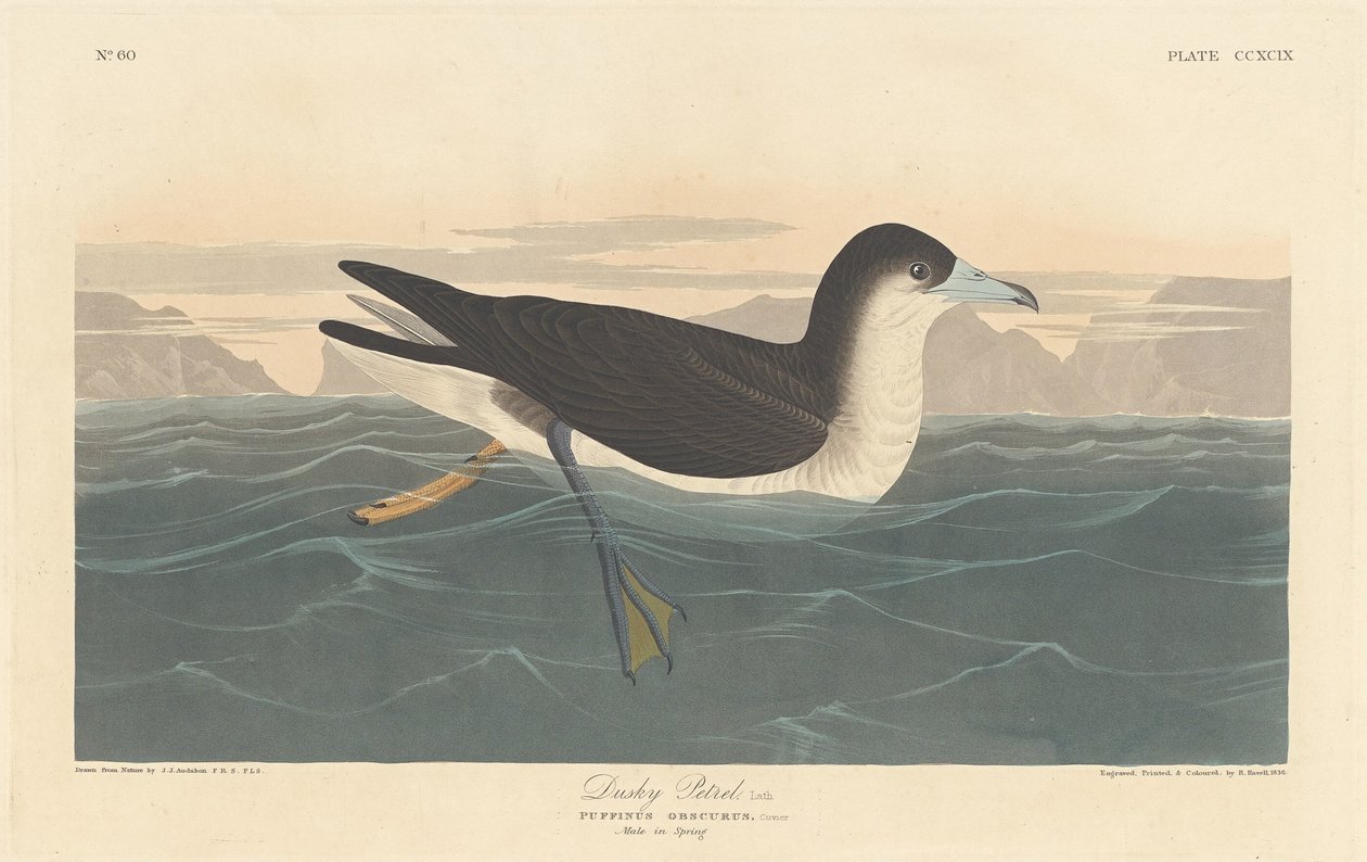 Dusky Petrel, 1836. alkotó: Robert Havell