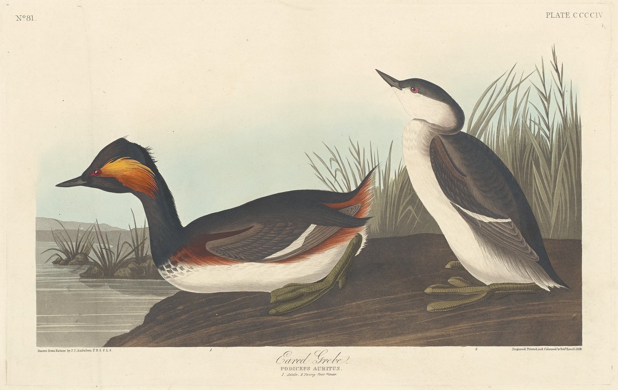 Füles vöcsök, 1838. alkotó: Robert Havell