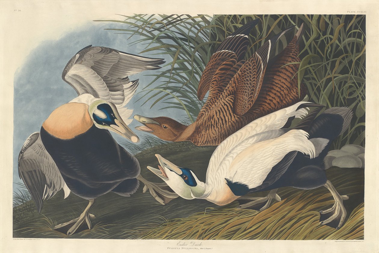 Pájkacsa, 1835. alkotó: Robert Havell