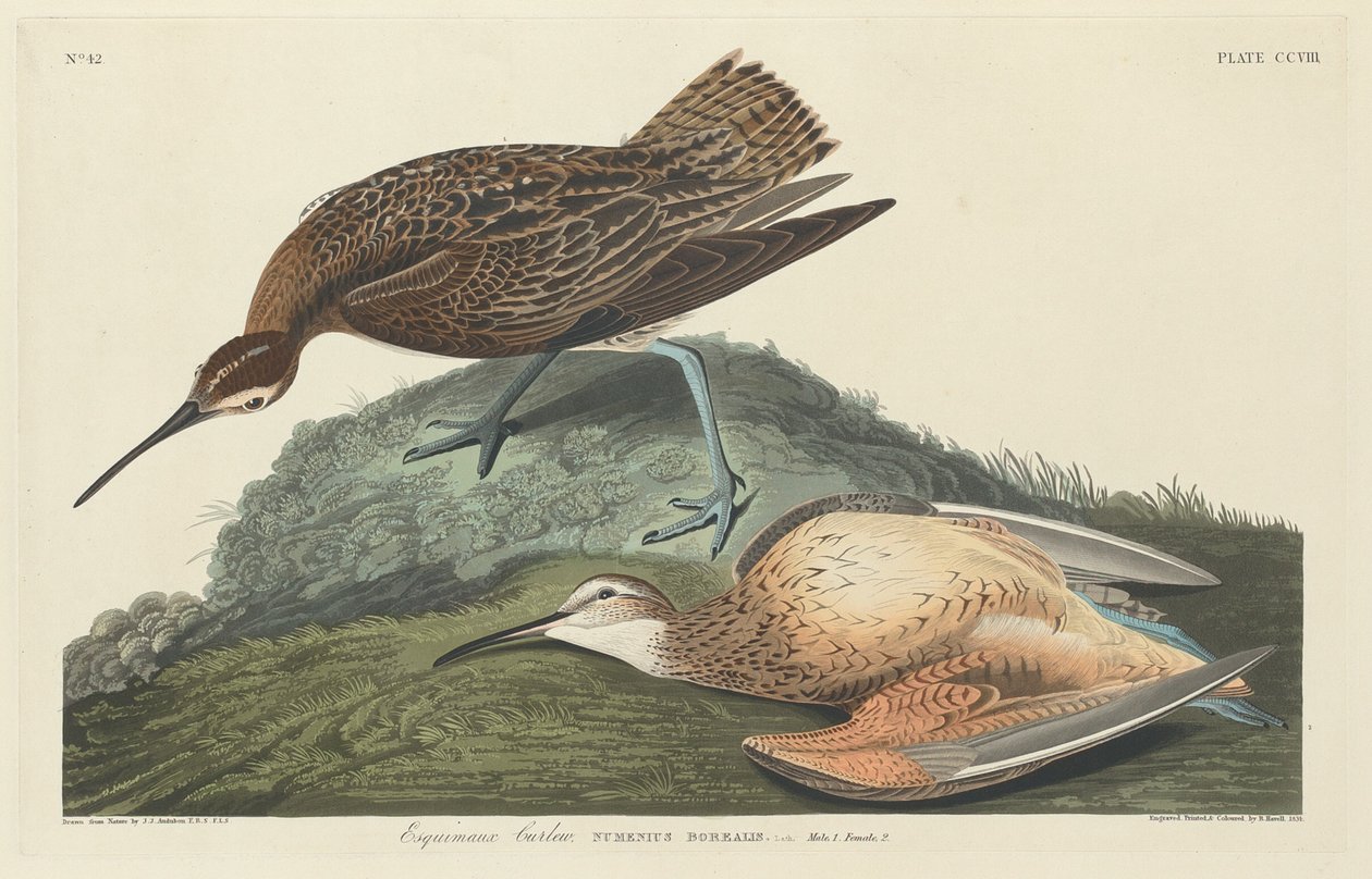 Curlew eszkimók, 1834. alkotó: Robert Havell