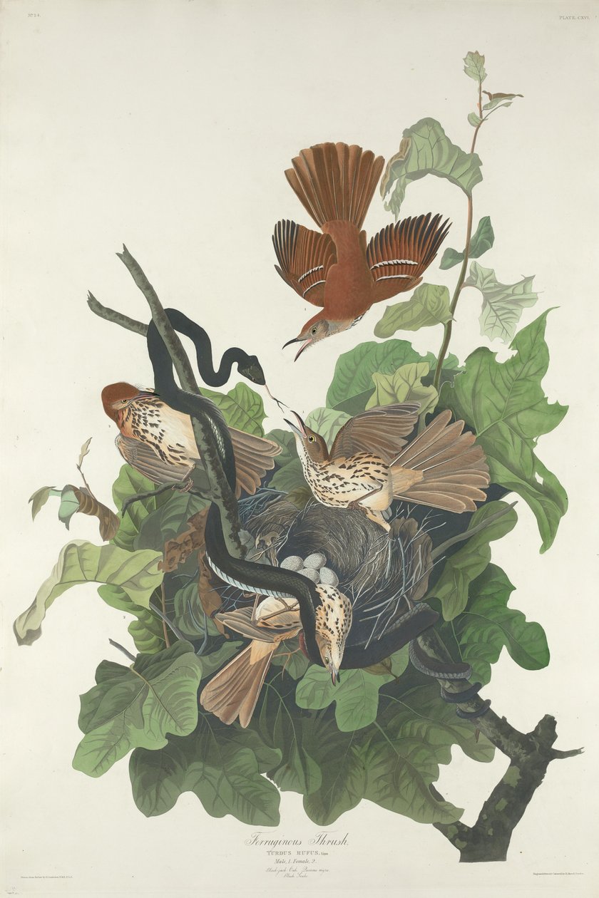 vadrigó, 1831. alkotó: Robert Havell