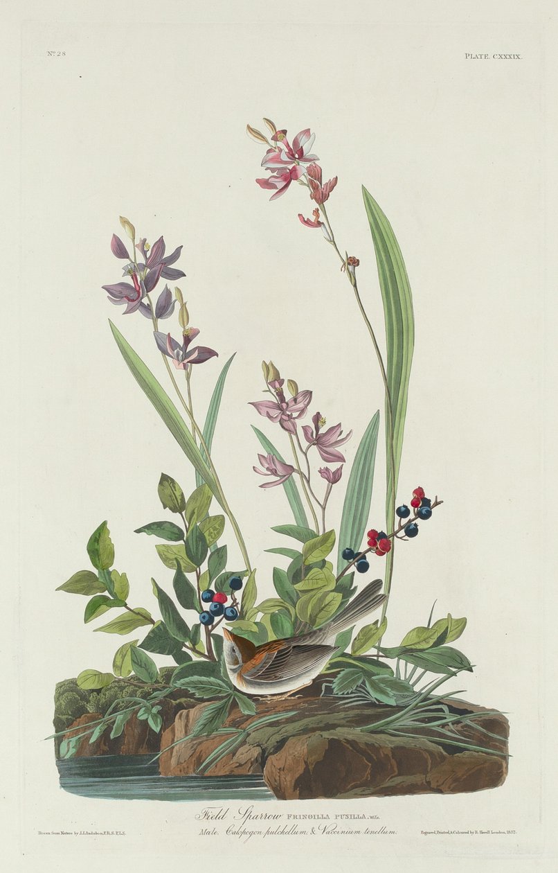 Mezei veréb, 1832. alkotó: Robert Havell