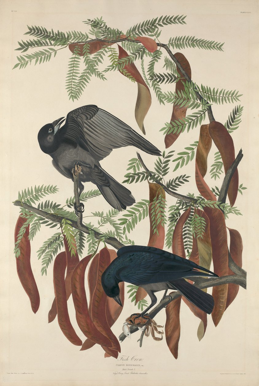 Halvarjú, 1832. alkotó: Robert Havell