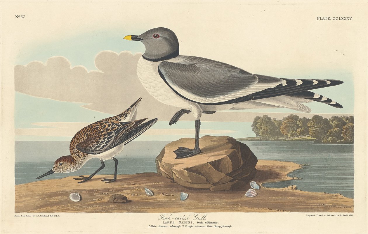 Villafarkú sirály, 1835. alkotó: Robert Havell