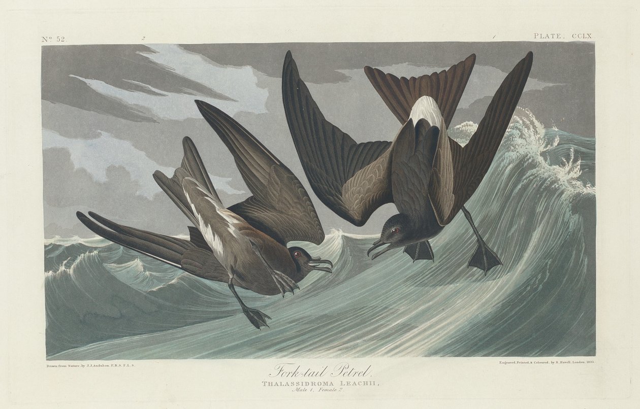 Villafarkú peter, 1835. alkotó: Robert Havell
