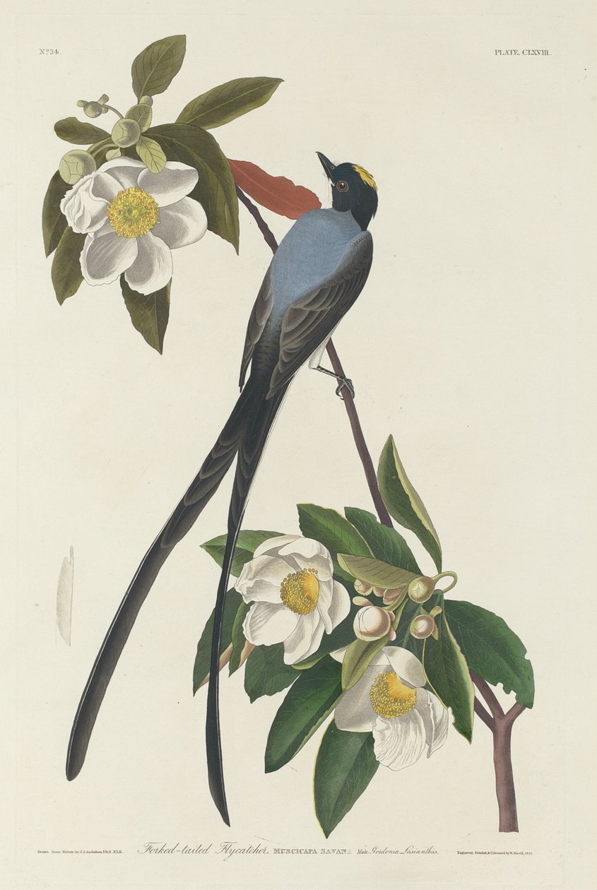 Villásfarkú légykapó, 1833. alkotó: Robert Havell