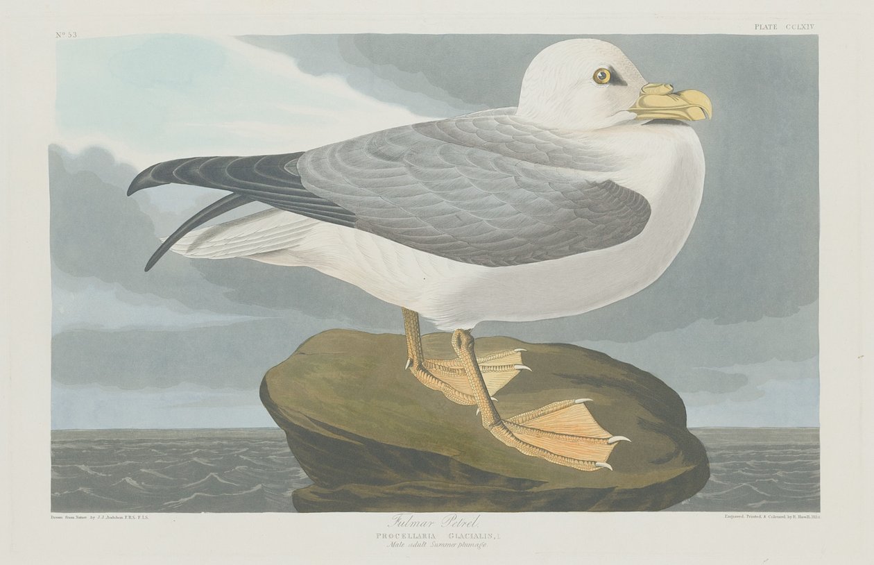 Fulmer Petrel, 1835. alkotó: Robert Havell