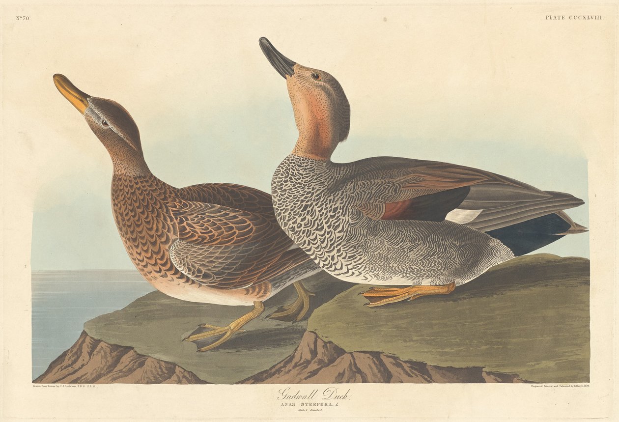 Gadwall kacsa, 1836. alkotó: Robert Havell