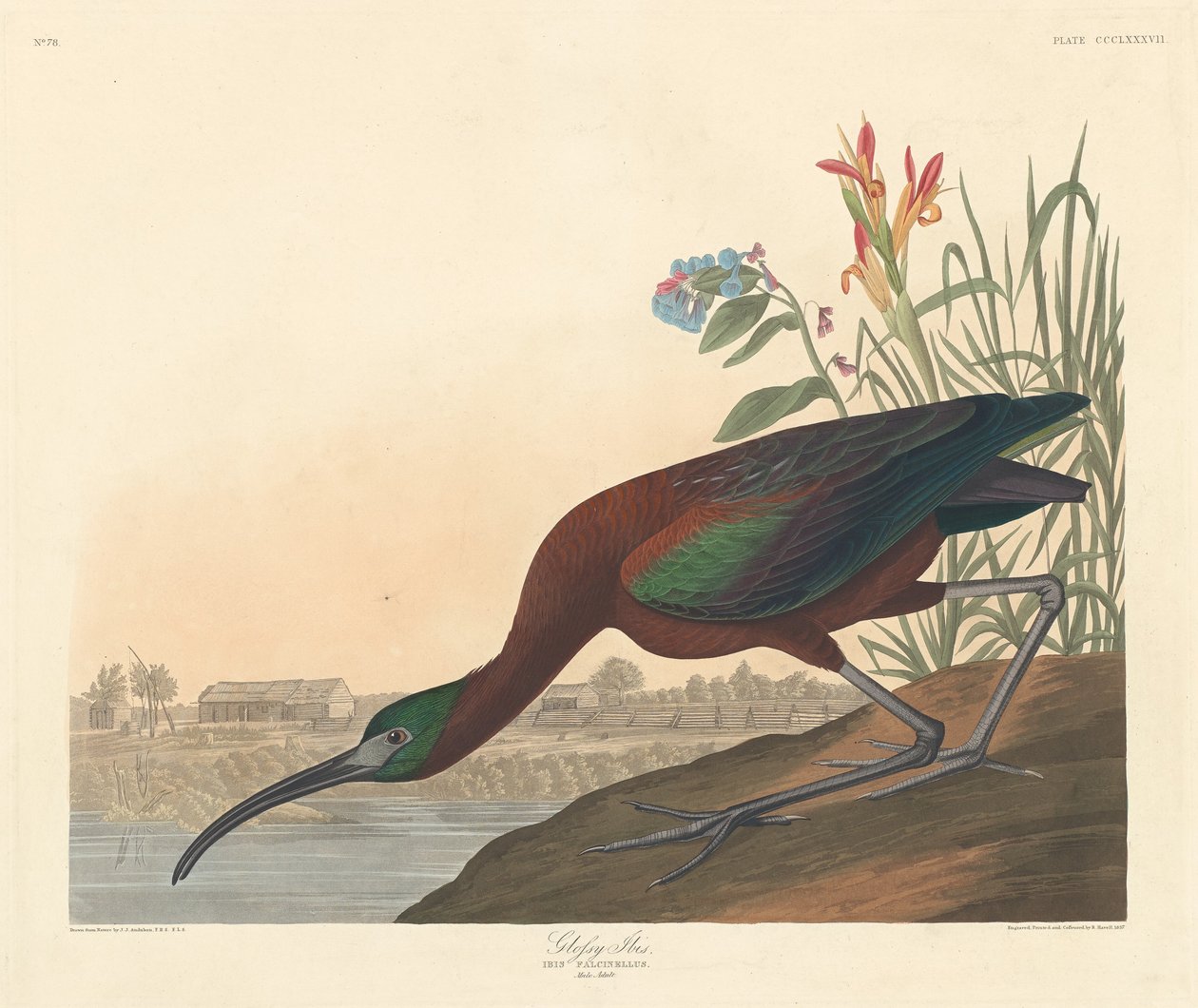 Fényes Ibis, 1837. alkotó: Robert Havell