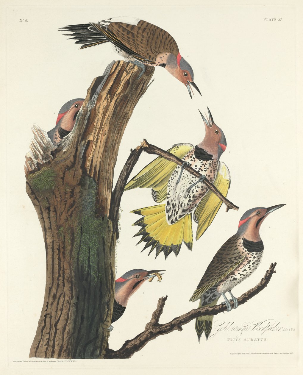 Aranyszárnyú harkály, 1828. alkotó: Robert Havell