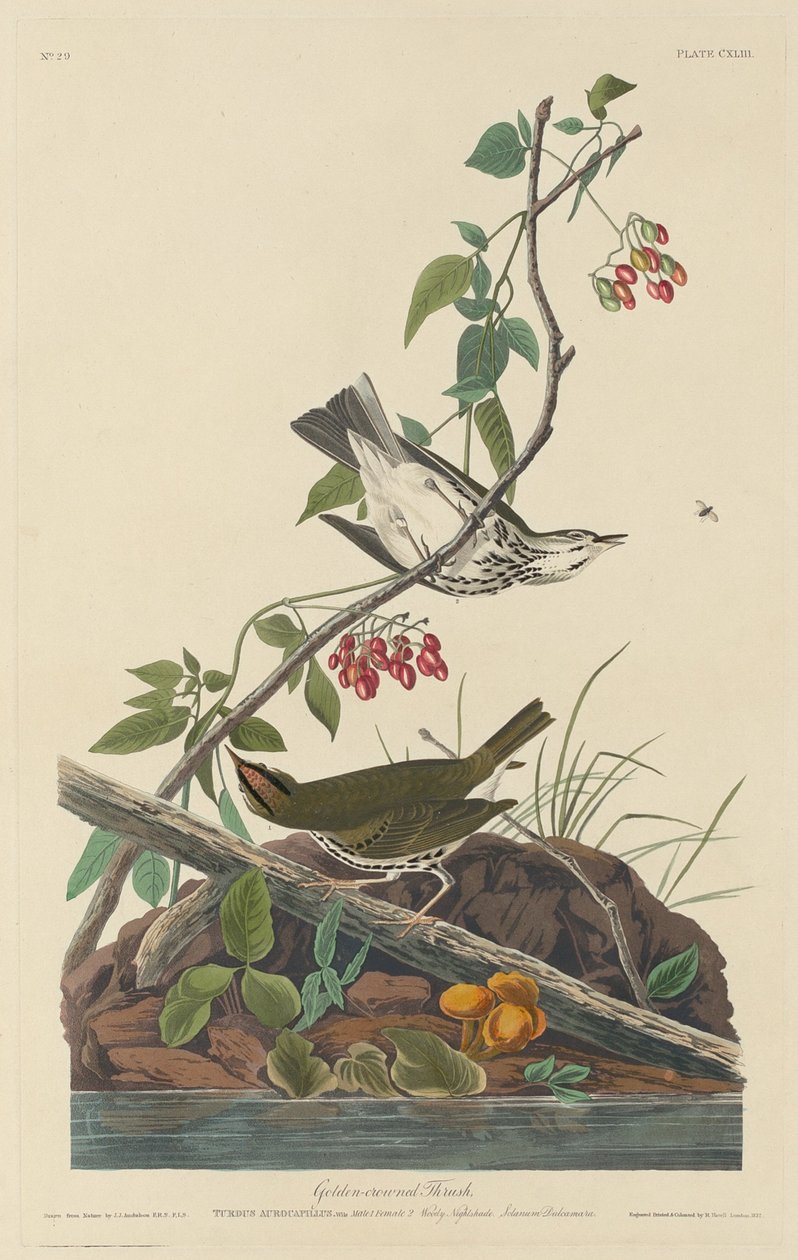 Aranykoronás rigó, 1832. alkotó: Robert Havell