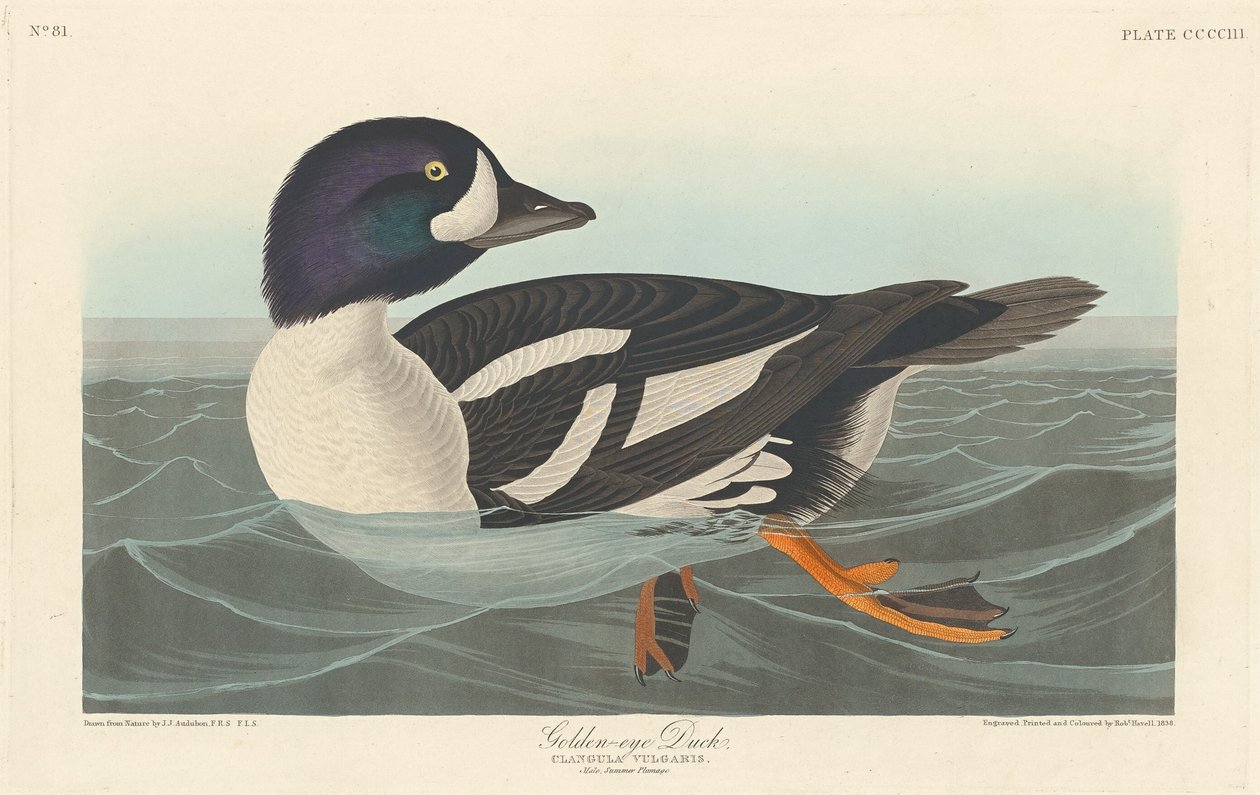 Aranyszemű kacsa, 1838. alkotó: Robert Havell